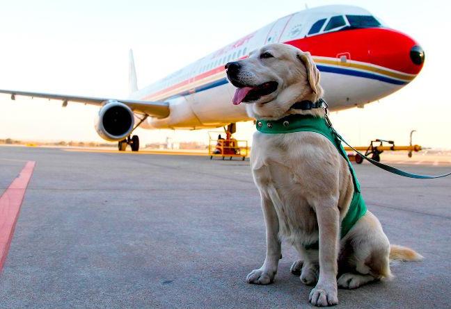 viajar en avion perro
